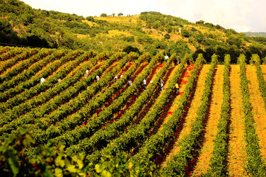 VENDEMMIA di AUTUNNO a S.Cristina Gela in Sicilia. Fotografie di Giulio Azzarello &copy;2016.