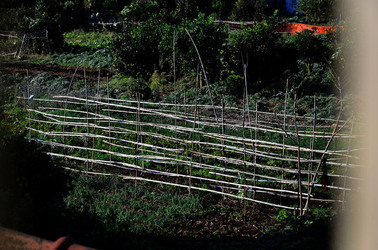 AGRUMETO SICILIANO in autunno. Fotografie di Giulio Azzarello &copy;2014.