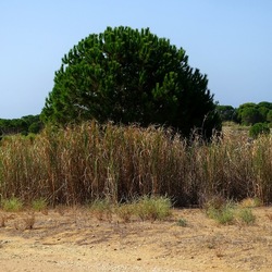 SELINUNTE. Fotografie di Giulio Azzarello ©2022. SELINUNTE. Fotografie di Giulio Azzarello ©2022.