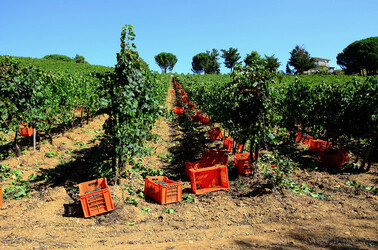 VENDEMMIA a S.Cristina Gela in Sicilia. Fotografie di Giulio Azzarello &copy;2016.