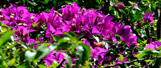 NATURA Violette siciliane in un tipico giardino in estate. Fotografie di Giulio Azzarello &copy;2014.