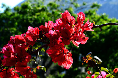 NATURA Violette siciliane in un tipico giardino in estate. Fotografie di Giulio Azzarello &copy;2014.