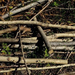 RAMI E ROVI. Fotografie di Giulio Azzarello ©2023. RAMI E ROVI. Fotografie di Giulio Azzarello ©2023.