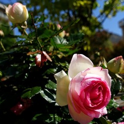 ROSETO. Fotografie di Giulio Azzarello &copy;2022.