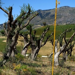 SEGESTA. Fotografie di Giulio Azzarello ©2024. SEGESTA. Fotografie di Giulio Azzarello ©2024.