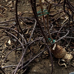 ORTO BOTANICO. Fotografie di Giulio Azzarello &copy;2024.
