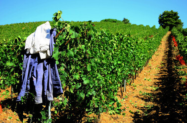 VENDEMMIA a S.Cristina Gela in Sicilia. Fotografie di Giulio Azzarello &copy;2016.
