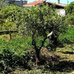GIARDINO SICILIANO. Fotografie di Giulio Azzarello &copy;2024.