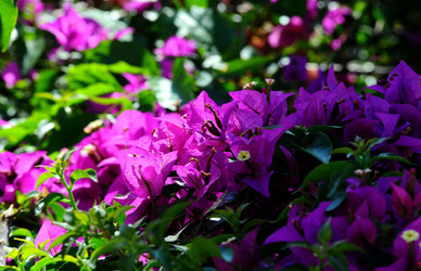 NATURA Violette siciliane in un tipico giardino in estate. Fotografie di Giulio Azzarello &copy;2014.
