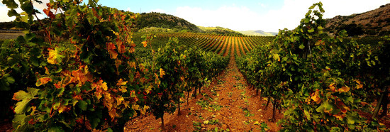 VENDEMMIA di AUTUNNO a S.Cristina Gela in Sicilia. Fotografie di Giulio Azzarello &copy;2016.