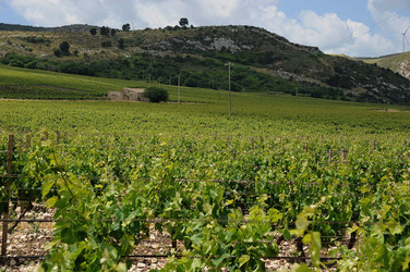 VIGNETO AGRITURISTICO PLANETA a Sambuca di Sicilia. Fotografie di Giulio Azzarello &copy;2014.