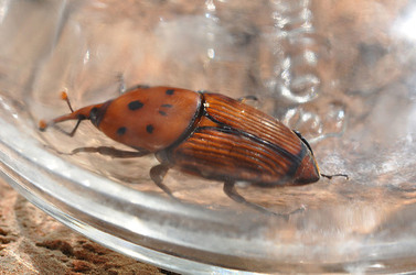IL COLEOTTERO ROSSO e la moritura delle palme. Fotografie di Giulio Azzarello &copy;2014.