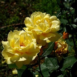 ROSETO. Fotografie di Giulio Azzarello &copy;2022.