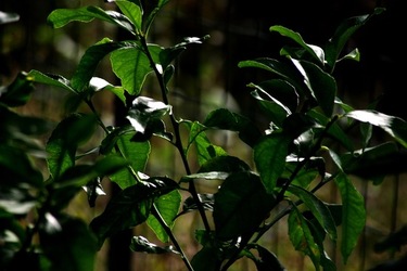 GIARDINO SICILIANO fotografie di Giulio Azzarello &copy;2020.
