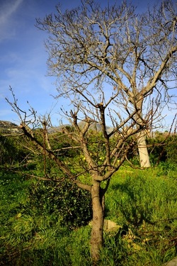 CAMPAGNA fotografie di Giulio Azzarello ©2020.