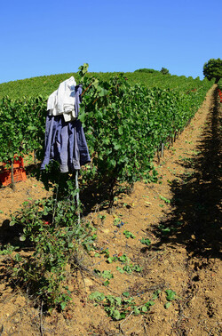 VENDEMMIA a S.Cristina Gela in Sicilia. Fotografie di Giulio Azzarello &copy;2016.