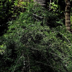 ORTO BOTANICO. Fotografie di Giulio Azzarello &copy;2024.