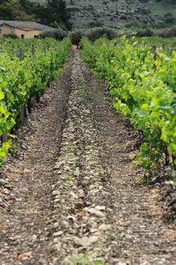 VIGNETO AGRITURISTICO PLANETA a Sambuca di Sicilia. Fotografie di Giulio Azzarello &copy;2014.