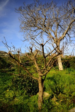 CAMPAGNA fotografie di Giulio Azzarello ©2020.