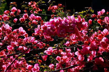 NATURA Violette siciliane in un tipico giardino in estate. Fotografie di Giulio Azzarello &copy;2014.