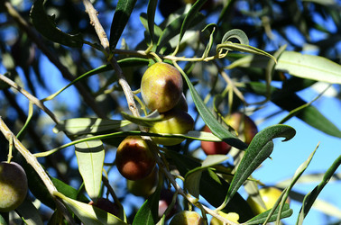 ULIVETO in autunno. Fotografie di Giulio Azzarello ©2014. ULIVETO in autunno. Fotografie di Giulio Azzarello ©2014.