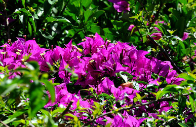 NATURA Violette siciliane in un tipico giardino in estate. Fotografie di Giulio Azzarello &copy;2014.