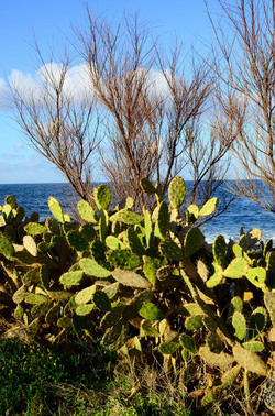 MACCHIA MEDITERRANEA in Sicilia. Fotografie di Giulio Azzarello &copy;2106.