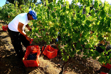 VENDEMMIA a S.Cristina Gela i coltivatori. Fotografie di Giulio Azzarello ©2016. VENDEMMIA a S.Cristina Gela i coltivatori. Fotografie di Giulio Azzarello ©2016.