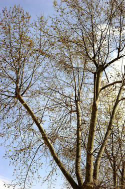 VILLA BONANNO a Palermo. Fotografie di Giulio Azzarello &copy;2016.
