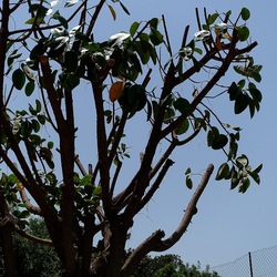 RAMI. Fotografie di Giulio Azzarello &copy;2022.