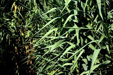HABITAT NATURA in campagna. Fotografie di Giulio Azzarello ©2015 2016. HABITAT NATURA in campagna. Fotografie di Giulio Azzarello ©2015 2016.