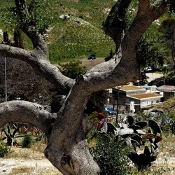 SEGESTA. Fotografie di Giulio Azzarello ©2024. SEGESTA. Fotografie di Giulio Azzarello ©2024.