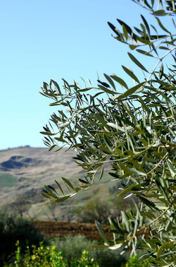 ULIVETO in autunno. Fotografie di Giulio Azzarello ©2014. ULIVETO in autunno. Fotografie di Giulio Azzarello ©2014.