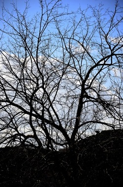 PARCO ARCHEOLOGICO DEL PALATINO Roma. Fotografie di Giulio Azzarello ©2020.