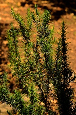 GIARDINO fotografie di Giulio Azzarello ©2019. GIARDINO fotografie di Giulio Azzarello ©2019.