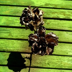 METALLICO. Fotografia di Giulio Azzarello &copy;2023.