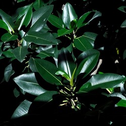 ORTO BOTANICO di PALERMO. Fotografie di Giulio Azzarello ©2019.