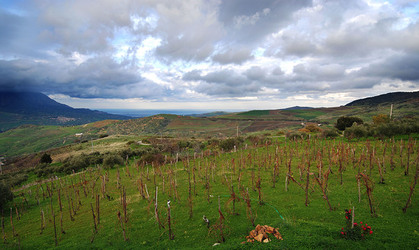 TIPICO FRANTOIO fotografie di Giulio Azzarello ©2014. TIPICO FRANTOIO fotografie di Giulio Azzarello ©2014.