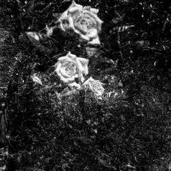 ROSE fotografie di Giulio Azzarello ©2021. ROSE fotografie di Giulio Azzarello ©2021.