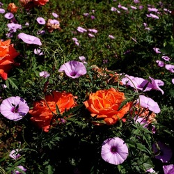 ROSETO. Fotografie di Giulio Azzarello &copy;2022.