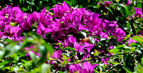NATURA Violette siciliane in un tipico giardino in estate. Fotografie di Giulio Azzarello &copy;2014.
