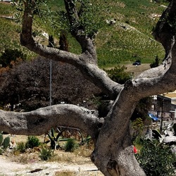 SEGESTA. Fotografie di Giulio Azzarello ©2024. SEGESTA. Fotografie di Giulio Azzarello ©2024.