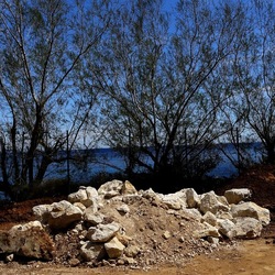 PIANTE. Fotografie di Giulio Azzarello ©2022. PIANTE. Fotografie di Giulio Azzarello ©2022.