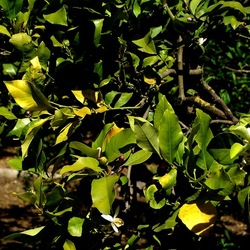 GIARDINO SICILIANO. Fotografie di Giulio Azzarello &copy;2024.
