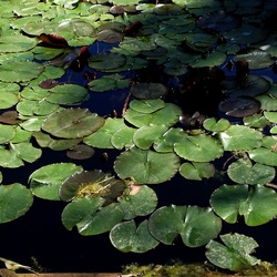 ORTO BOTANICO DI PALERMO. Fotografie di Giulio Azzarello ©2022. ORTO BOTANICO DI PALERMO. Fotografie di Giulio Azzarello ©2022.