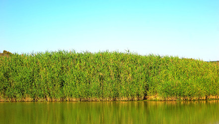 CANNETI in SICILIA. Fotografie di Giulio Azzarello &copy;2016.