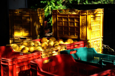LIMONI di Sicilia coltivati in modo biologico. Fotografie di Giulio Azzarello &copy;2014.
