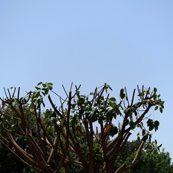 RAMI. Fotografie di Giulio Azzarello &copy;2022.