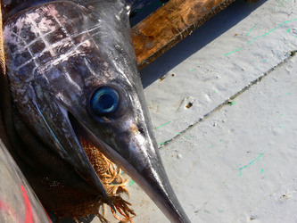 LE FELUCHE di Sicilia fotografie di Giulio Azzarello ©2014. LE FELUCHE di Sicilia fotografie di Giulio Azzarello ©2014.