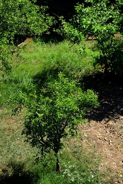 GIARDINO SICILIANO fotografie di Giulio Azzarello ©2021. GIARDINO SICILIANO fotografie di Giulio Azzarello ©2021.